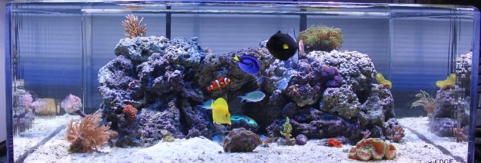 aquarium-11-8-2011-087